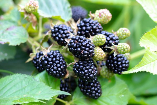 Blackberry Bush Removal in Lodi