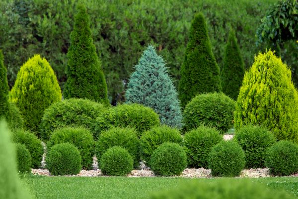 Cost of Bush Shaping Service in Lodi