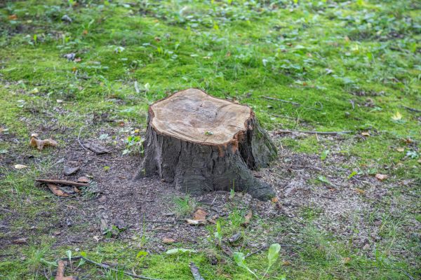 Bush Stump Removal in Lodi