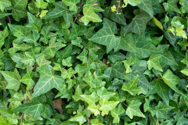 Cost of English Ivy Removal in Lodi