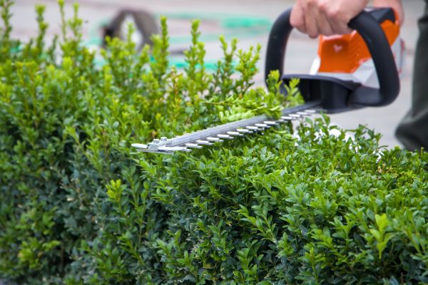 Hedge Pruning in Lodi