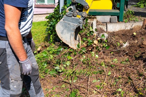 Hedge Removal Service in Lodi