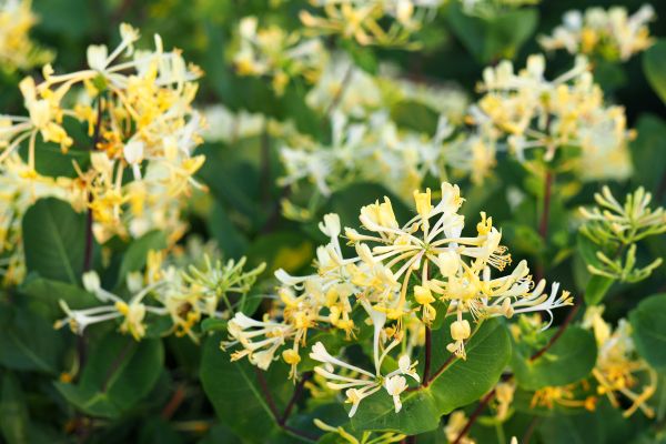 Cost of Honeysuckle Removal in Lodi