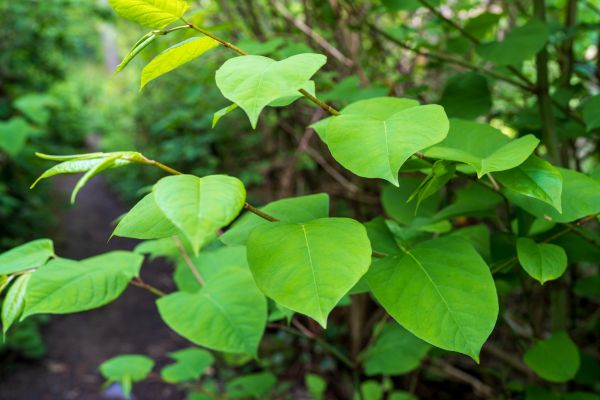 Cost of Invasive Plant Removal in Lodi