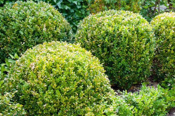 Cost of Landscape Trimming Service in Lodi