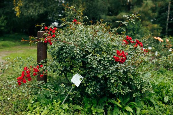 Cost of Rose Bush Removal in Lodi