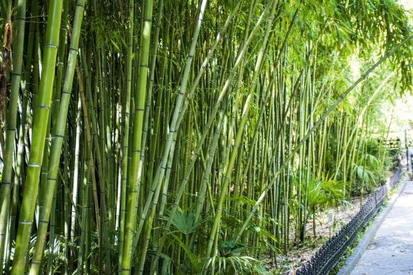 Cost of Bamboo Root Removal in Lodi