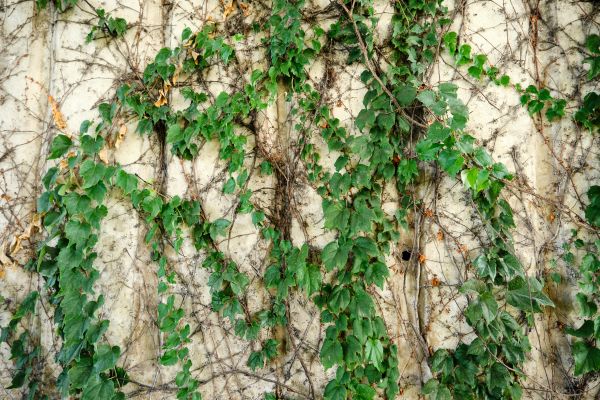 Cost of Vine Removal Service in Lodi