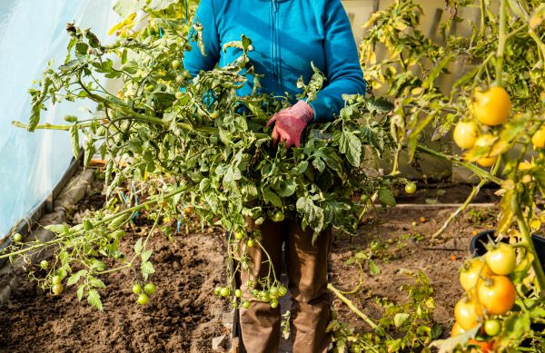 Cost of Garden Plant Removal in Lodi