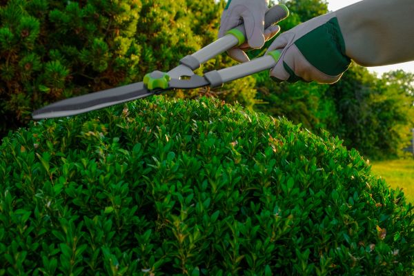 Cost of Topiary Shearing in Lodi