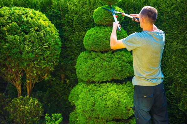 Cost of Topiary Shaping in Lodi