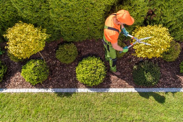 Cost of Topiary Trimming in Lodi