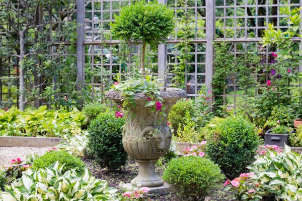 Cost of Topiary Pruning in Lodi