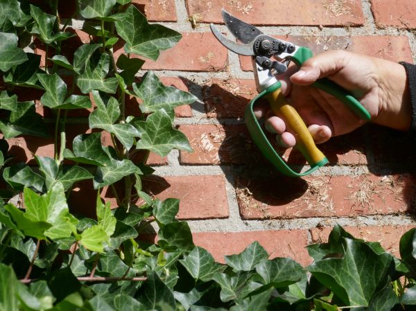 Cost of Ivy Removal Service in Lodi
