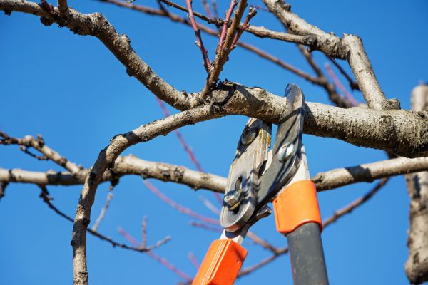 Cost of Selective Pruning in Lodi