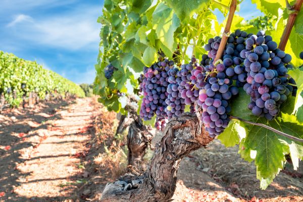 Cost of Grapevine Pruning in Lodi