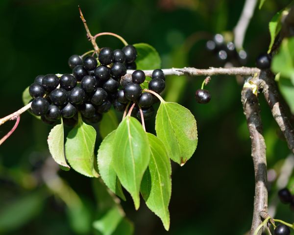 Cost of Buckthorn Removal in Lodi