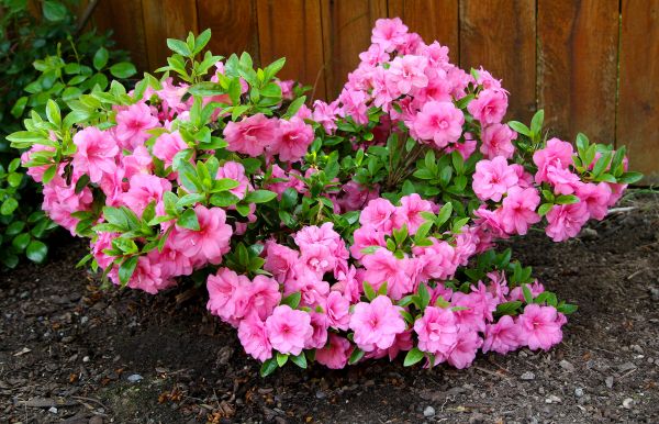 Cost of Azaleas Removal in Lodi