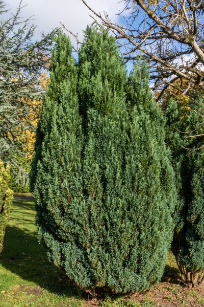 Cost of Juniper Trimming in Lodi