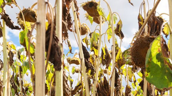 Cost of Dead Plant Removal in Lodi