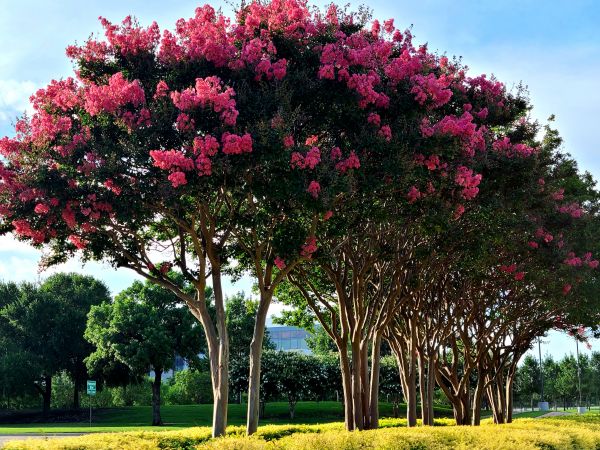 Cost of Crepe Myrtle Pruning in Lodi