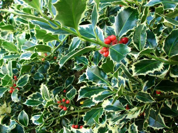 Cost of Holly Bushes Trimming in Lodi
