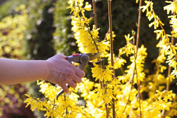 Forsythia Pruning in Lodi