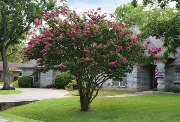 Crepe Myrtle Trimming in Lodi