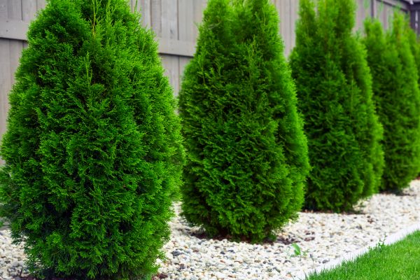 Cost of Arborvitae Removal in Lodi
