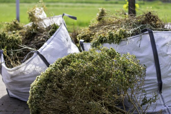 Cost of Shrubs Removal in Lodi