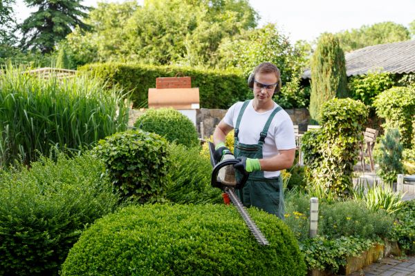 Shrubs Trimming in Lodi