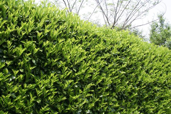 Cost of Laurel Shrub Removal in Lodi