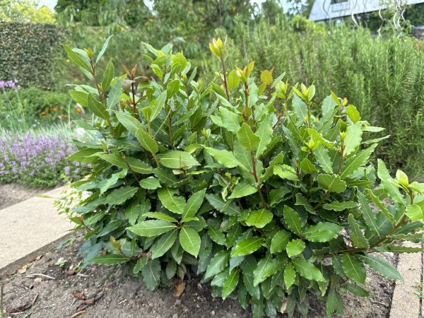 Cost of Laurel Hedge Removal in Lodi