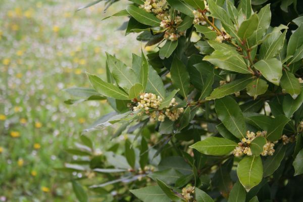 Cost of Laurel Trimming in Lodi