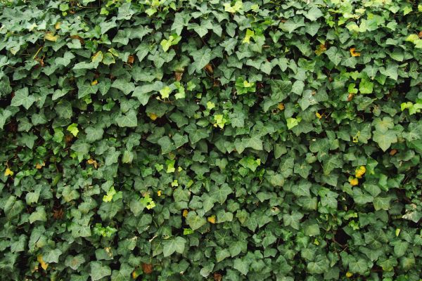 Cost of Ivy Pruning service in Lodi