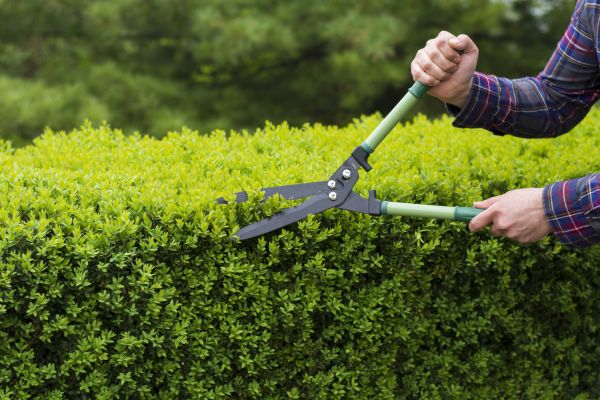 Cost of Evergreen Shrub Pruning in Lodi