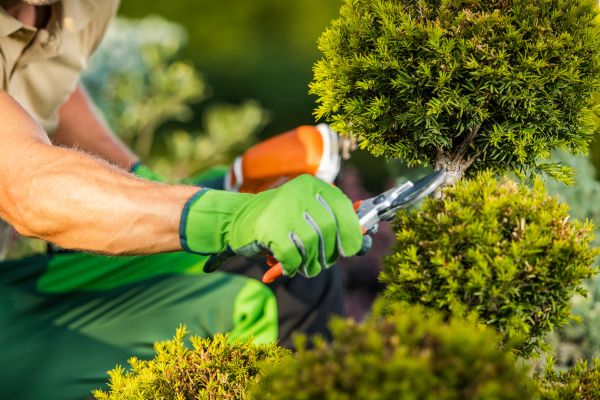 Cost of Landscape Pruning Service in Lodi