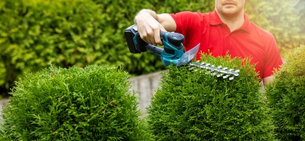Cost of Hedge Shaping Service in Lodi