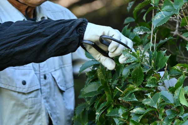 Holly Pruning in Lodi