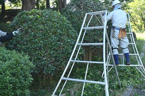 Cost of Holly Shaping in Lodi