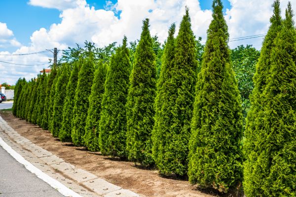 Cost of Arborvitae Shearing in Lodi