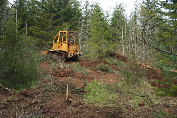 Cost of Shrubbery Clearing in Lodi