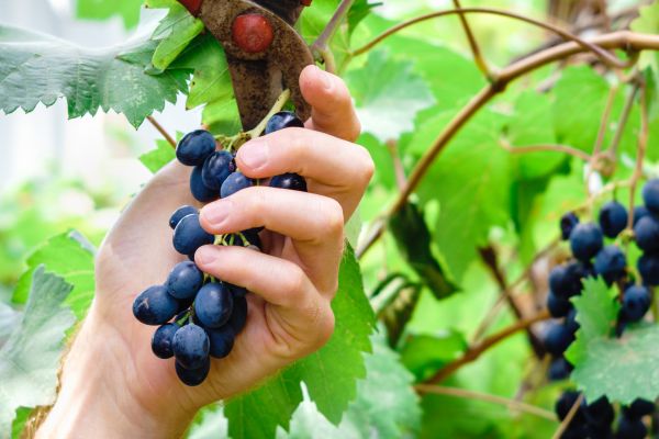 Cost of Vineyard Pruning in Lodi
