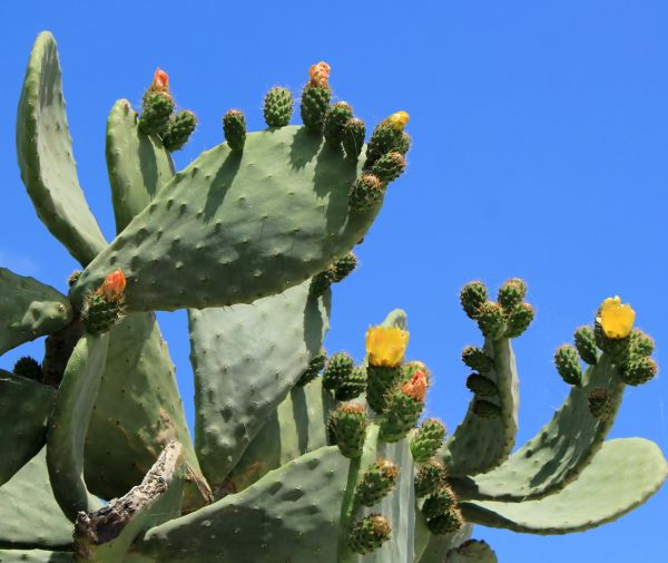 Cost of Cactus Removal in Lodi