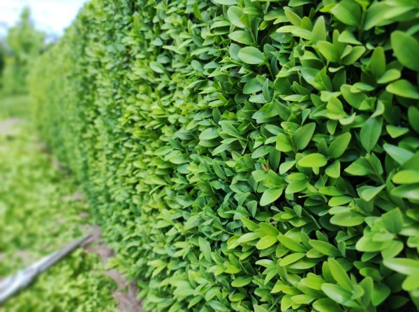 Cost of Boxwood Pruning in Lodi