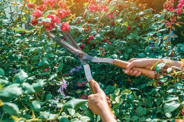 Knockout Roses Pruning in Lodi
