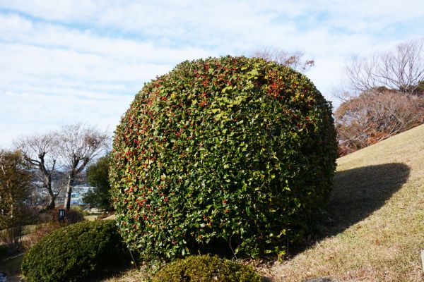 Cost of Holly Shrub Pruning in Lodi