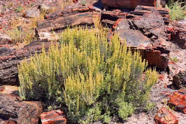 Cost of Sagebrush Removal in Lodi