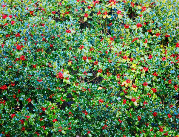 Cost of Holly Bush Removal in Lodi
