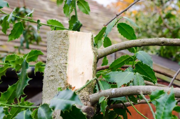 Cost of Holly Tree Removal in Lodi